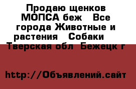 Продаю щенков МОПСА беж - Все города Животные и растения » Собаки   . Тверская обл.,Бежецк г.